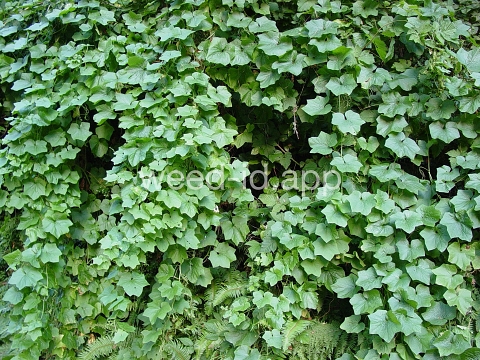wild cucumber, western